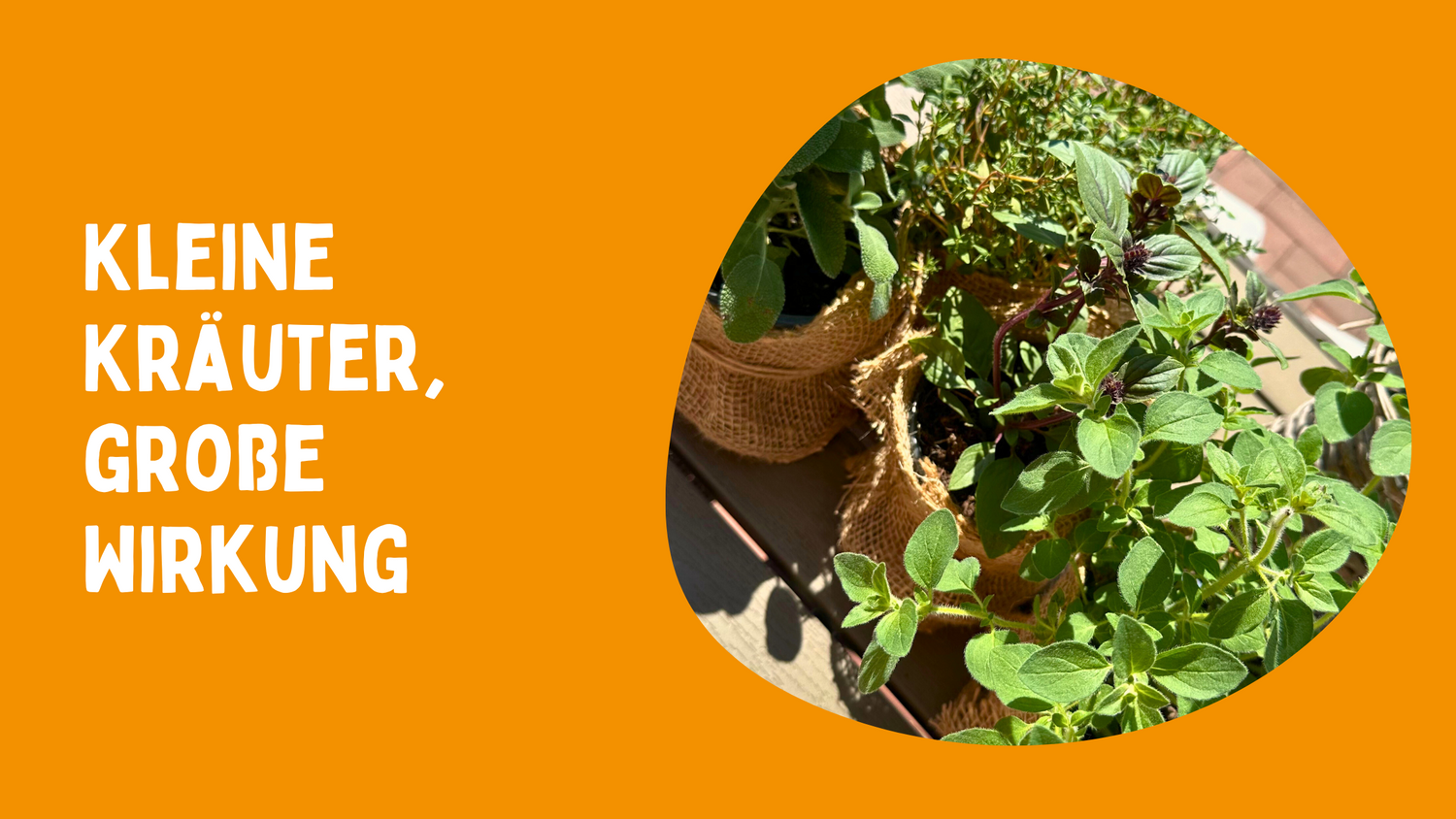 Warum Thymian & Basilikum in unseren Rote-Bete-Riegel gehören